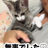 人の胸元に抱っこされるキジトラ白の子猫
