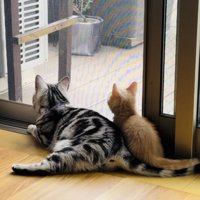 一緒に外を眺めるアメリカンショートヘアと子猫