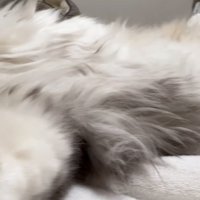 添い寝する猫のお腹