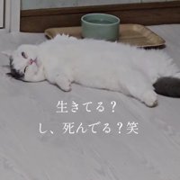 床に横になっている猫を見つめる飼い主