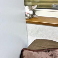 窓枠に横になって、壁の陰から飼い主を見つめる猫