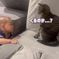 くるのか…？