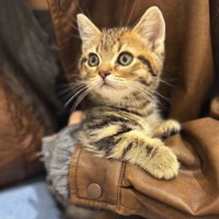 膝の上で片手で抱っこされている子猫