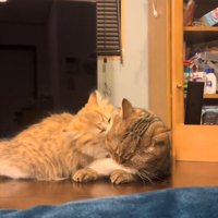 じゃれ合う猫