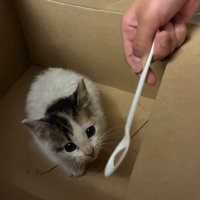 箱の中で座る子猫