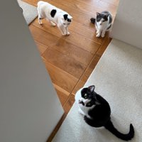 廊下で飼い主をふり返る3匹の猫