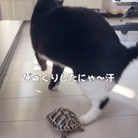 亀に驚く猫