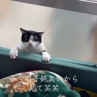 隙間から出ようとする猫さん