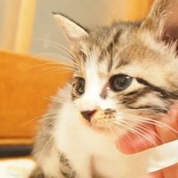 顔を前に出す子猫