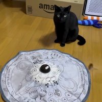 猫の側で動くおもちゃ