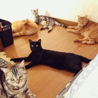フローリングでくつろぐ5匹の猫