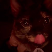 ペロッと舌を出す猫