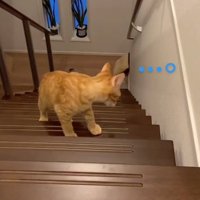 哀愁を感じさせる猫