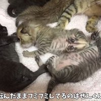ふみふみするぜんくん
