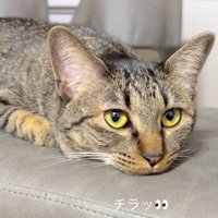 飼い主を見る猫