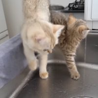 上半身だけ降りる子猫