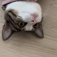 目を開いて遠くを見つめる猫
