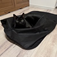 スーツカバーの中で遊ぶ黒猫の様子