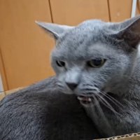 怒る姿