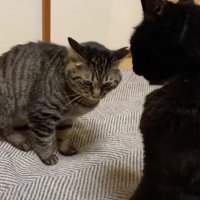 睨む猫