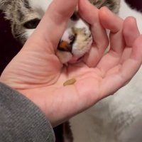 口を押し込む猫