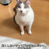 座って怒っている猫