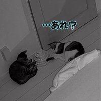 前足でボールを押そうとするキジ白猫