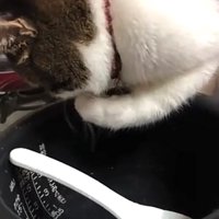炊飯器の釜の縁に乗せた左前足を口元に寄せている猫