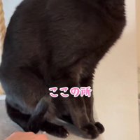 指をさされる黒猫