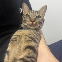 飼い主の腕の中でくつろぐ猫