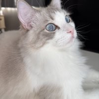 遠くを見つめる虎柄模様のラグドール