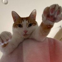 両手を掲げる猫