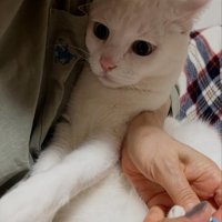 目を丸くする猫