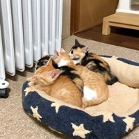 寝顔を斜めから