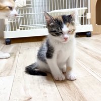 目を瞑る三毛ちゃんと歩くむぎくん