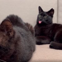 横を向く猫