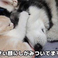 犬の顔にしがみつく子猫