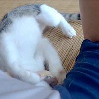 仰向けになる猫