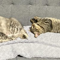 ソファで寝る2匹の猫