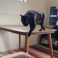 テーブルの上を歩く黒猫