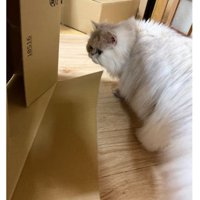 室内にいる猫