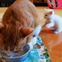 ごはんを食べている猫をパンチする赤ちゃん猫