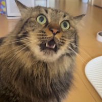 飼い主の手を見て口を開く猫