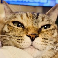 布団の上でくつろぐ猫