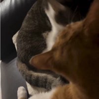 ケンカをしている猫たち