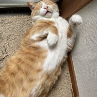 前足を上げて眠る猫