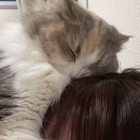 飼い主の頭に自分の顔を擦り付ける猫