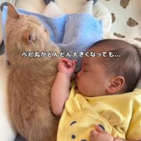 黄色いくまの服を着た赤ちゃんが猫に寄り添って眠る様子