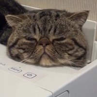空気清浄機に乗った猫の顔アップ