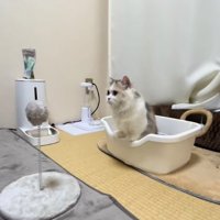 自立型猫じゃらしの前にあるトイレから身を乗り出している子猫